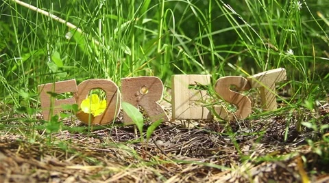 Forest Word on the Anthill Stock Footage 51142831