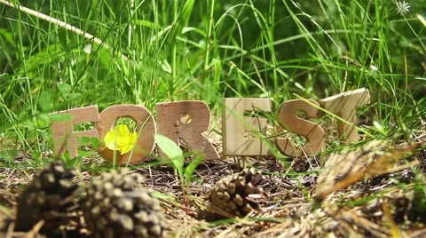 Forest Word on the Anthill in the forest Video stock 51143136