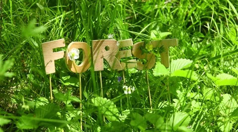 Forest Word in the meadow Video stock 51140917