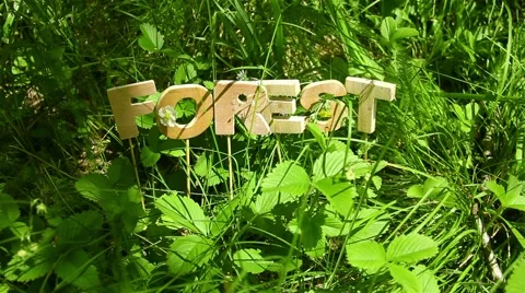 Forest Word with the small flower Video stock 51141556