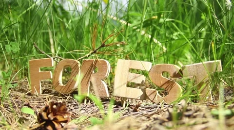 On the Forest Word in the Sunlight falls pine Cone Video stock 51143176