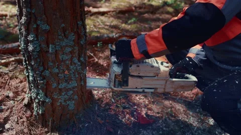 A forest worker with a chainsaw close-up cuts down a tree in the forest Stock Footage 158123669