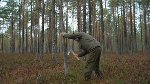 A forest worker chops down a tree. Stock-Footage 296245008