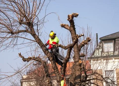 Forest worker cropping a Tree Stock Photos