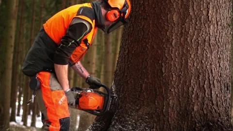 Forest worker cuts  big spruce -  slomo with chainsaw in motion Video stock 168005903