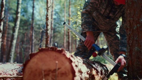 A forest worker measures the thickness of the trunk of a freshly cut pine with a Video stock 157313959