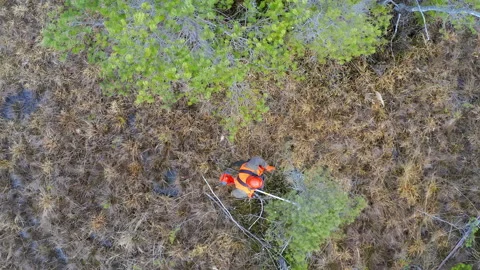 A forest worker in protective gear with a trimmer cuts small pine trees. Stock Footage 259843626