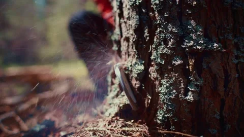 A forest worker is sawing a tree with a chainsaw. Logging. Close-up of a worker Stock Footage 157944278