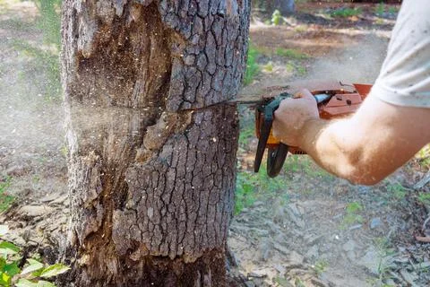 Forest worker saws down an old, damaged large tree with a chainsaw during Stock Photos
