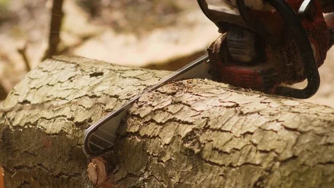 Forest worker saws a tree to pieces with a chainsaw Stockbeeldmateriaal 121820673