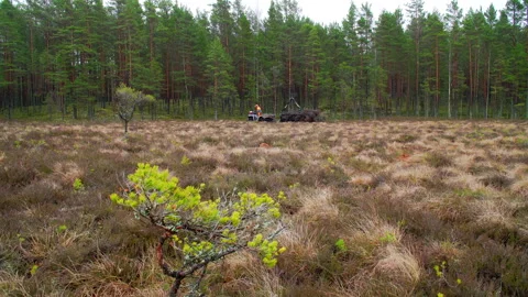 A forest worker in specialized clothing with a quad bike drive through the swamp Stock Footage 260650036