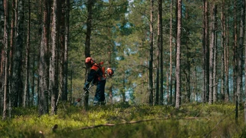 A forest worker in uniform with a special saw to cut off unnecessary branches Stock Footage 163611070