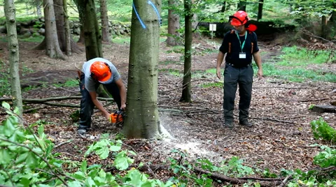 Forest workers almost ready to let the tree fell Stock Footage 41749720