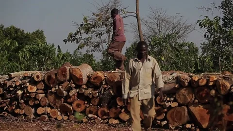Forest workers arrange logs in Uganda Stock Footage 148746722