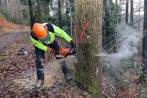 Forest workers felling a tree Stock Photos