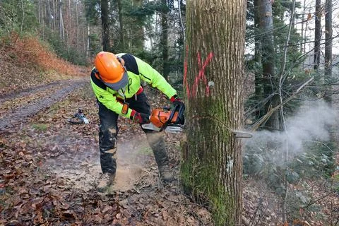 Forest workers felling a tree Stock Photos