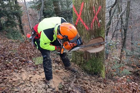Forest workers felling a tree Stock Photos