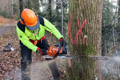 Forest workers felling a tree Foto stock