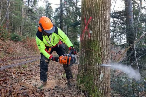 Forest workers felling a tree Stock Photos