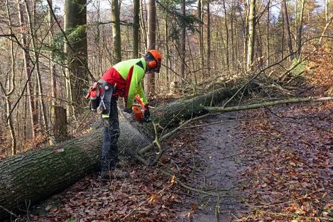Forest workers felling a tree Stock Photos