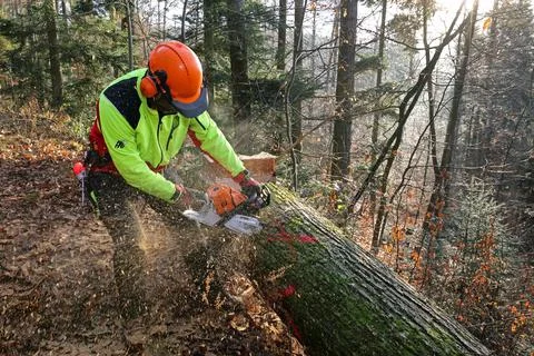 Forest workers felling a tree Stock Photos