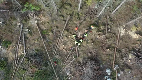 Forest workers Stock Footage 195510852