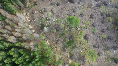 Forest workers Stock Footage 195510853