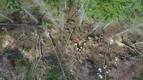 Forest workers Stock Footage 195510872