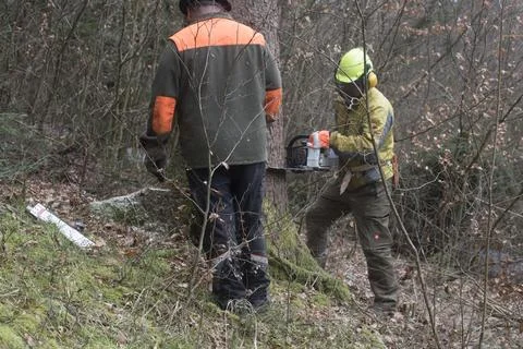 Forest workers in a forest Stock Photos
