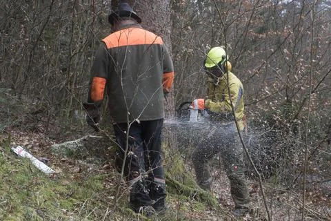 Forest workers in a forest Stock Photos