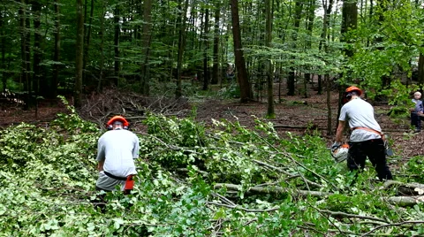 Forest workers having a busy day in the forest Stock Footage 41748197