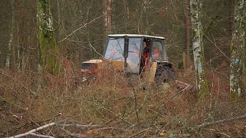 Forest workers with heavy machinery tractor logging old trees. 스톡 동영상 73768408