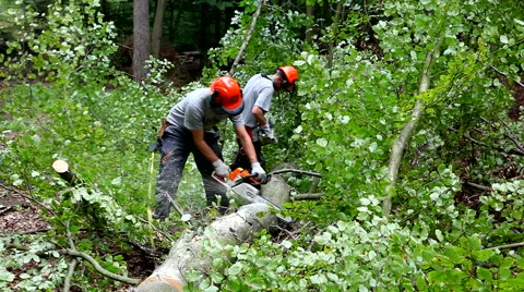 Forest workers using their power tools when cutting a tree into pieces Stock Footage 41751931