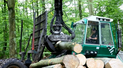 Forest workers working in the forest Stock Footage 41753303