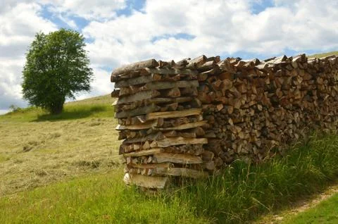 Forest Working Foto stock