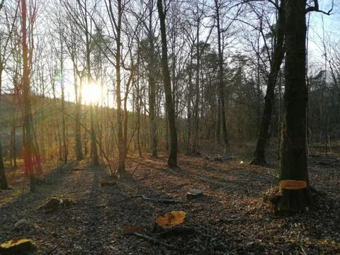Forest-Working Stock Photos