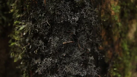 Forest Worm on Tree 1, Schwaner Muller Mountains, Borneo Stock Footage 142862808