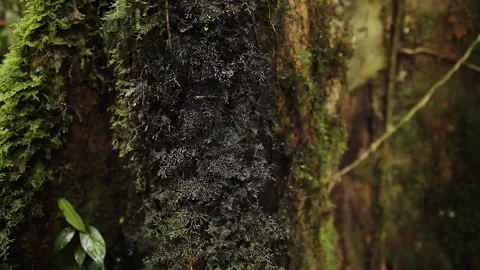 Forest Worm on Tree 2, Schwaner Muller Mountains, Borneo Stock Footage 142862836