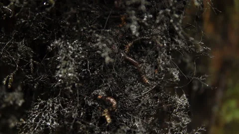 Forest Worm on Tree 5, Schwaner Muller Mountains, Borneo Stock Footage 142863119