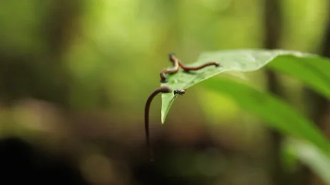 Forest Worms on a Leaf, Schwaner Muller Mountains, Borneo Stock Footage 142863622