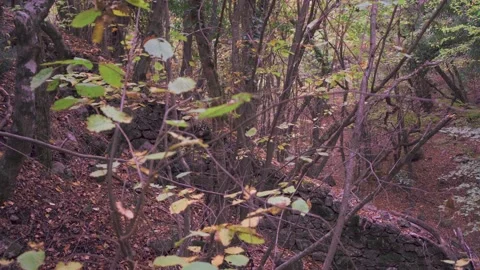 Forest with yellow falling leaves next to a stone fence Stock Footage 143927384