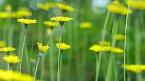 Forest  yellow flowers Stock Footage 334439173