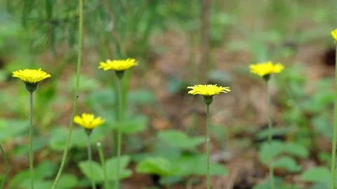Forest  yellow flowers Stock Footage 334439199