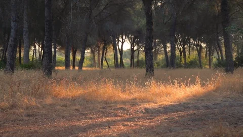 A Forest With Yellow Grass Stockbeeldmateriaal 108781642