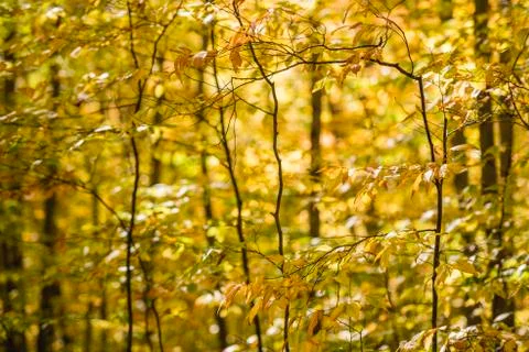 Forest in yellow Stock-Fotos