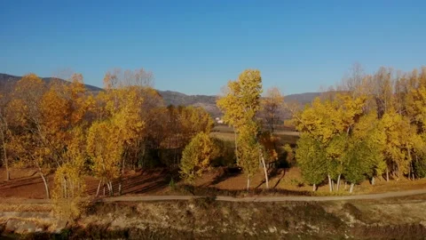 Forest with yellow poplars alongside planted parcels near village at Video stock 143214736
