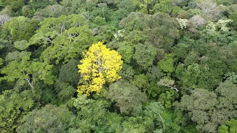 Forest with yellow tree guayacan Video stock 167096266