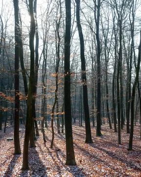 Forest with young beech trees and dusting of snow on ground leaves Stock Photos