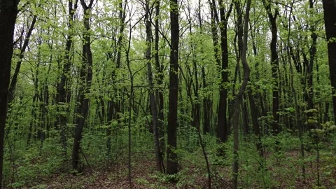 Forest of young thin trees on a cloudy spring day Stock Footage 308358100