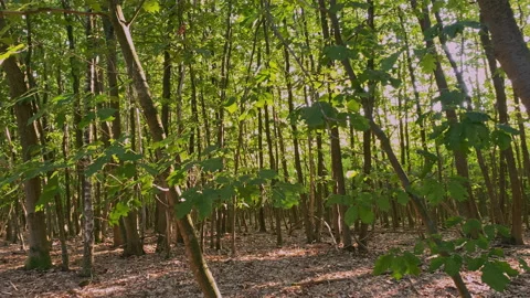 Forest with young trees with fresh green leaves. Stock Footage 219479192